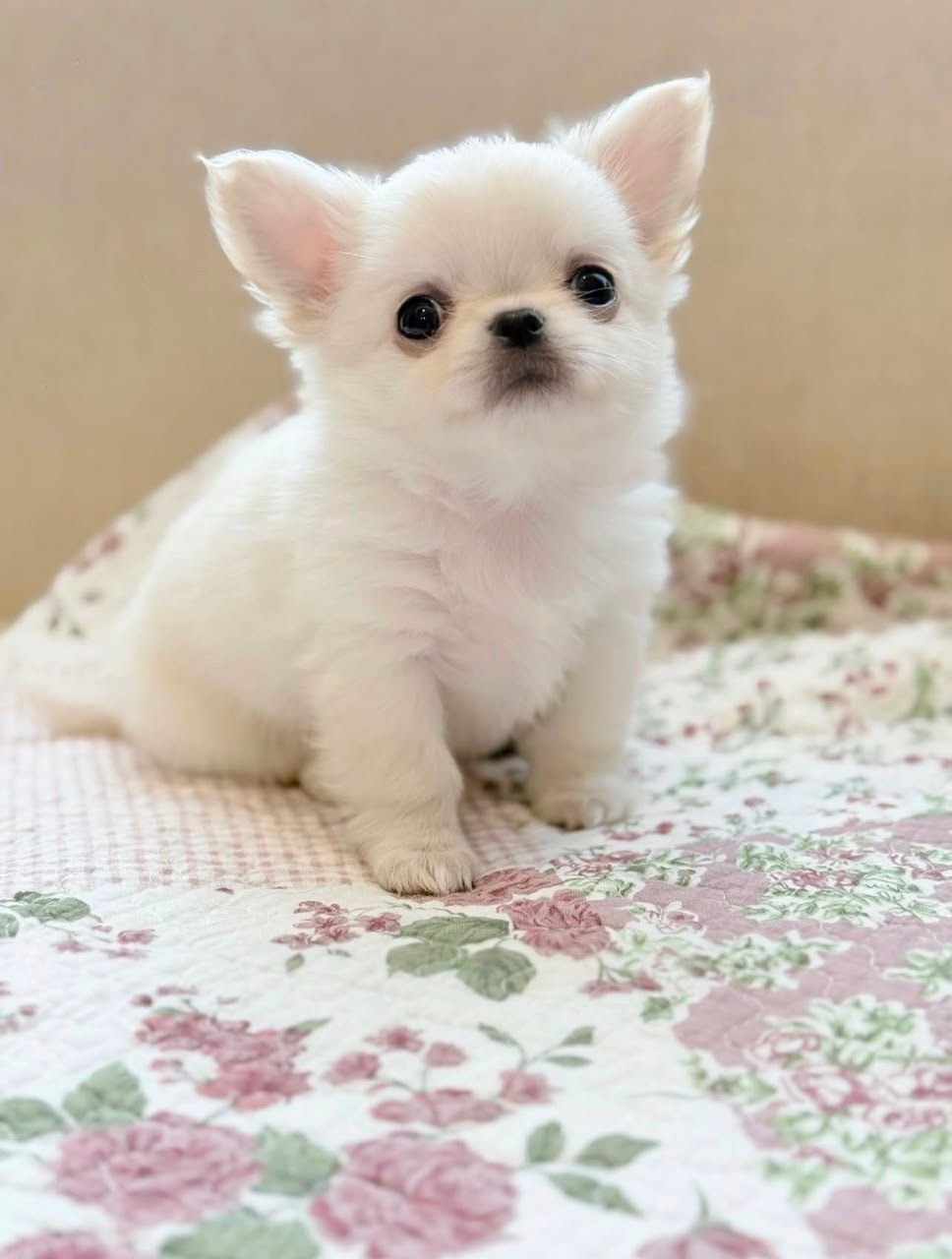 WhatsApp Image 2026-08-14 at 22.57.29 PUPPY NAME : BELLA - Image 1