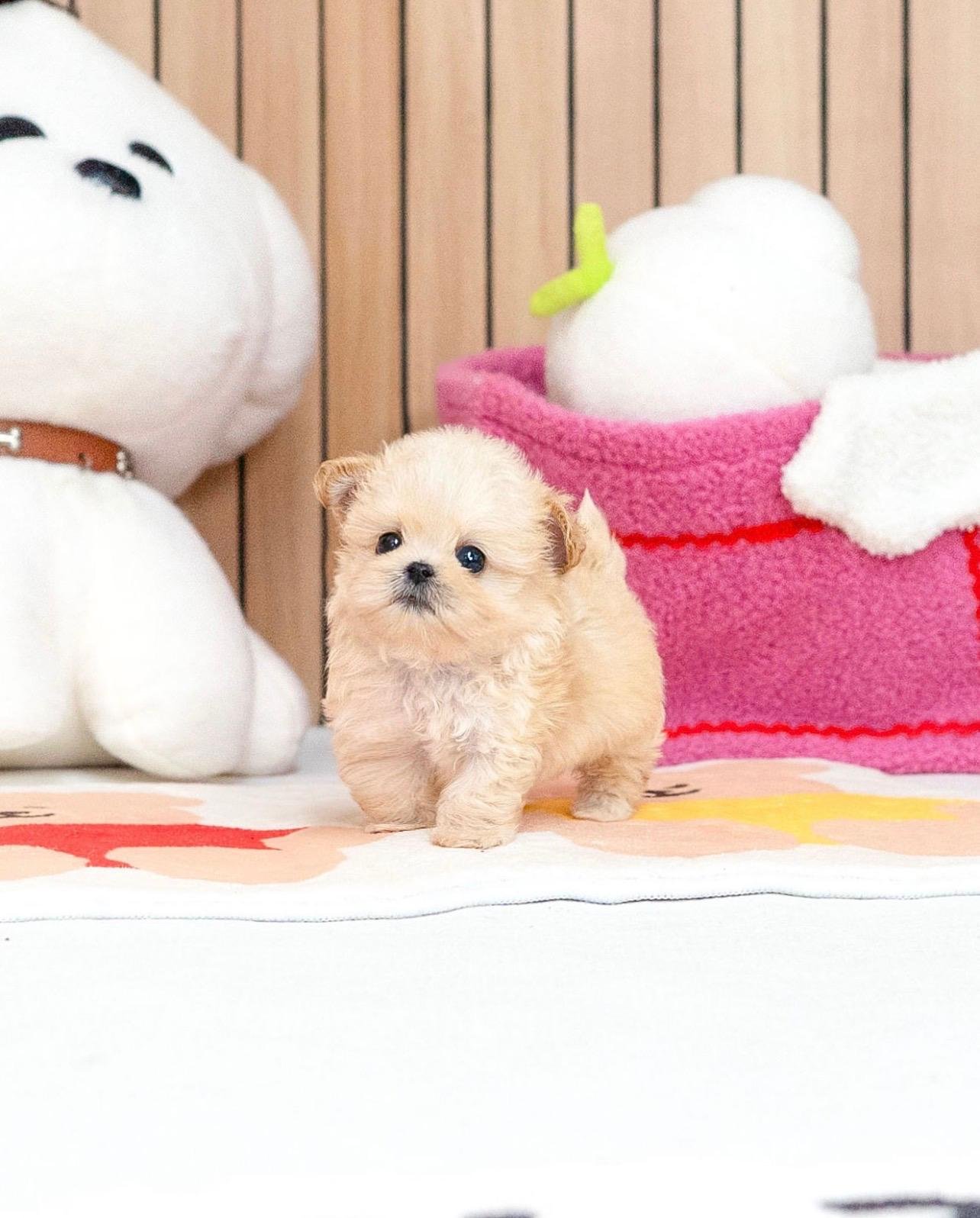 WhatsApp Image 2026-08-26 at 22.42.43 PUPPY NAME : COCO - Image 1