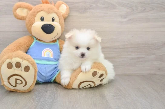 Teacup Pomeranian