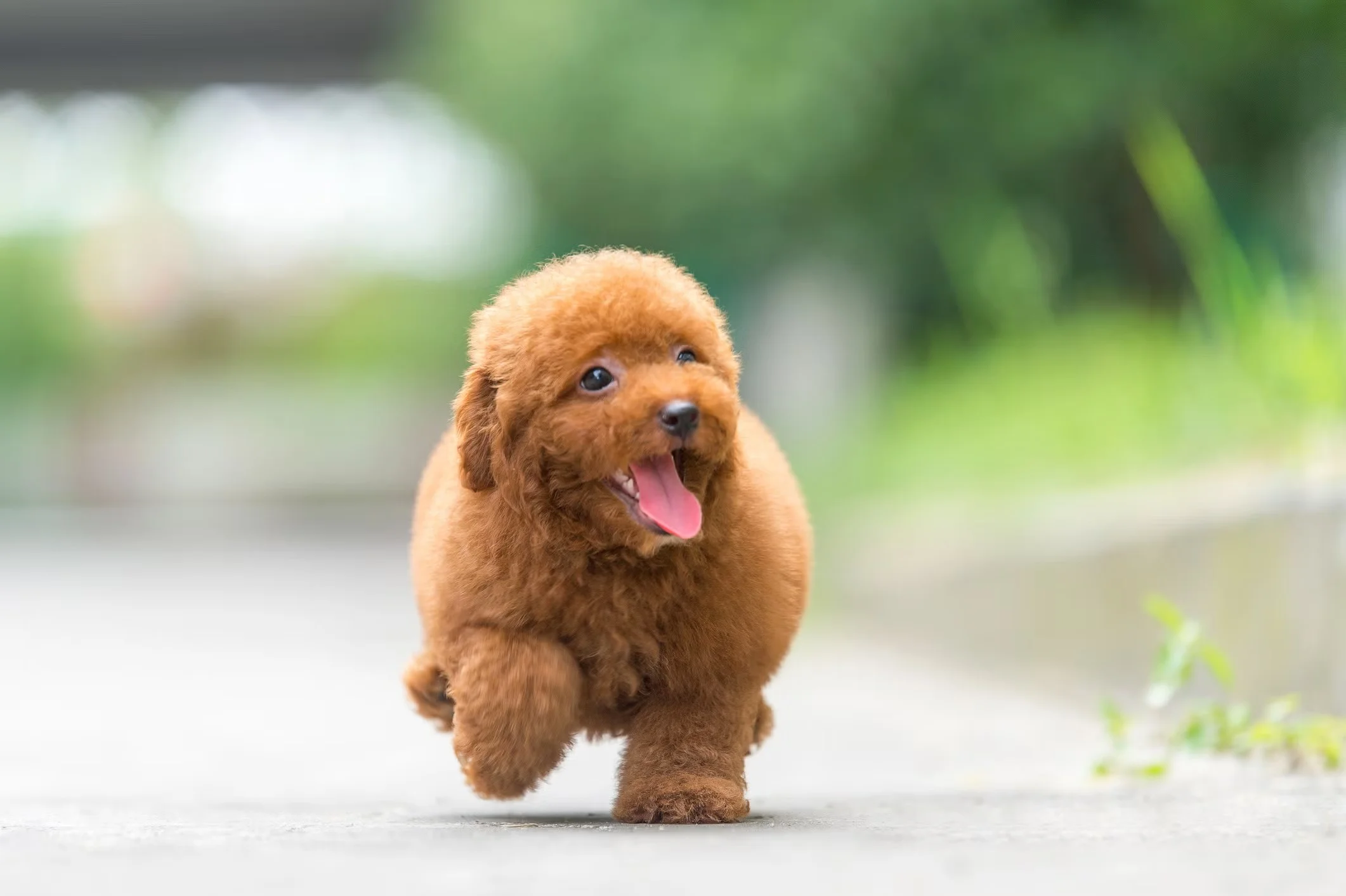 Teacup Poodle